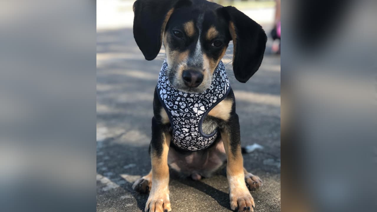 <b>Luna Castro</b>: Nos encanta sus grandes y largas orejas, es muy juguetona y tiene apenas 1 añito.