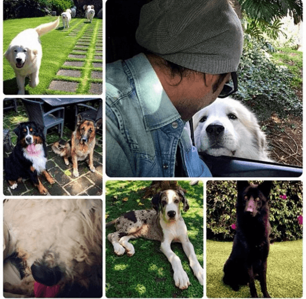 Y por si fuera poco es un pet lover, así de esos tiernos que hablan chistoso cuando tienen un perro cerca.