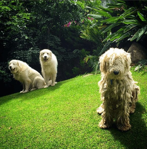 Y siempre que puede pasa tiempo con sus mascotas. La cosa es que si tienes la oportunidad de vivir uno de los shows del Potrillo, no dejes pasar la ocasión.