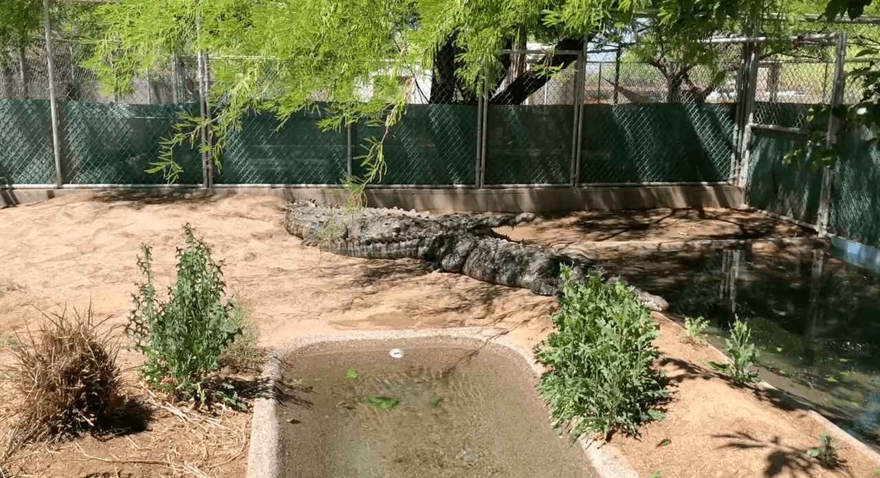 Este cocodrilo americano es el más grande que tienen en el santuario, pesa 700 libras y es uno de los más populares aquí.