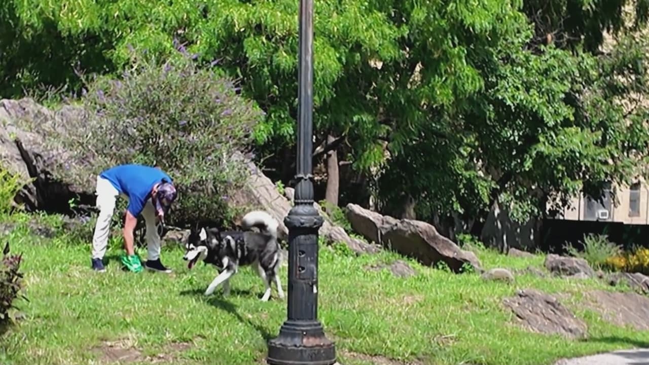 Nueva York aprueba una ley para acabar con los excrementos de los perros en las calles de la ciudad