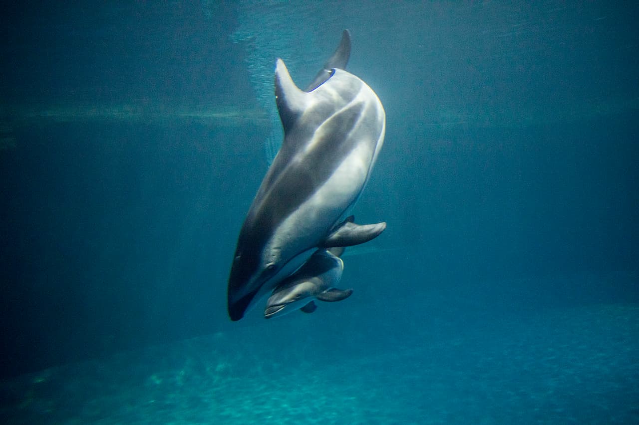 Tanto la cría como su madre llamada Katrl están en buenas condiciones.