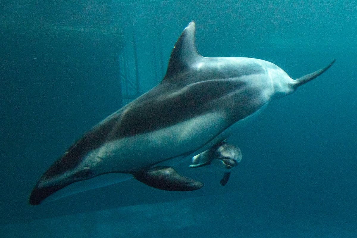 Captan en video el nacimiento de un delfín en el Acuario Shedd