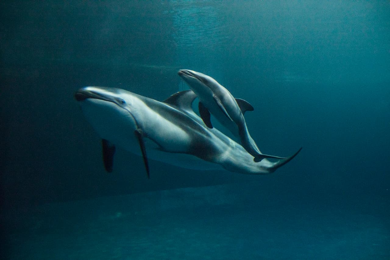 El acuario ha informado que el tanque de los delfines está cerrado temporalmente al público para dar intimidad a la mamá y a su cría.