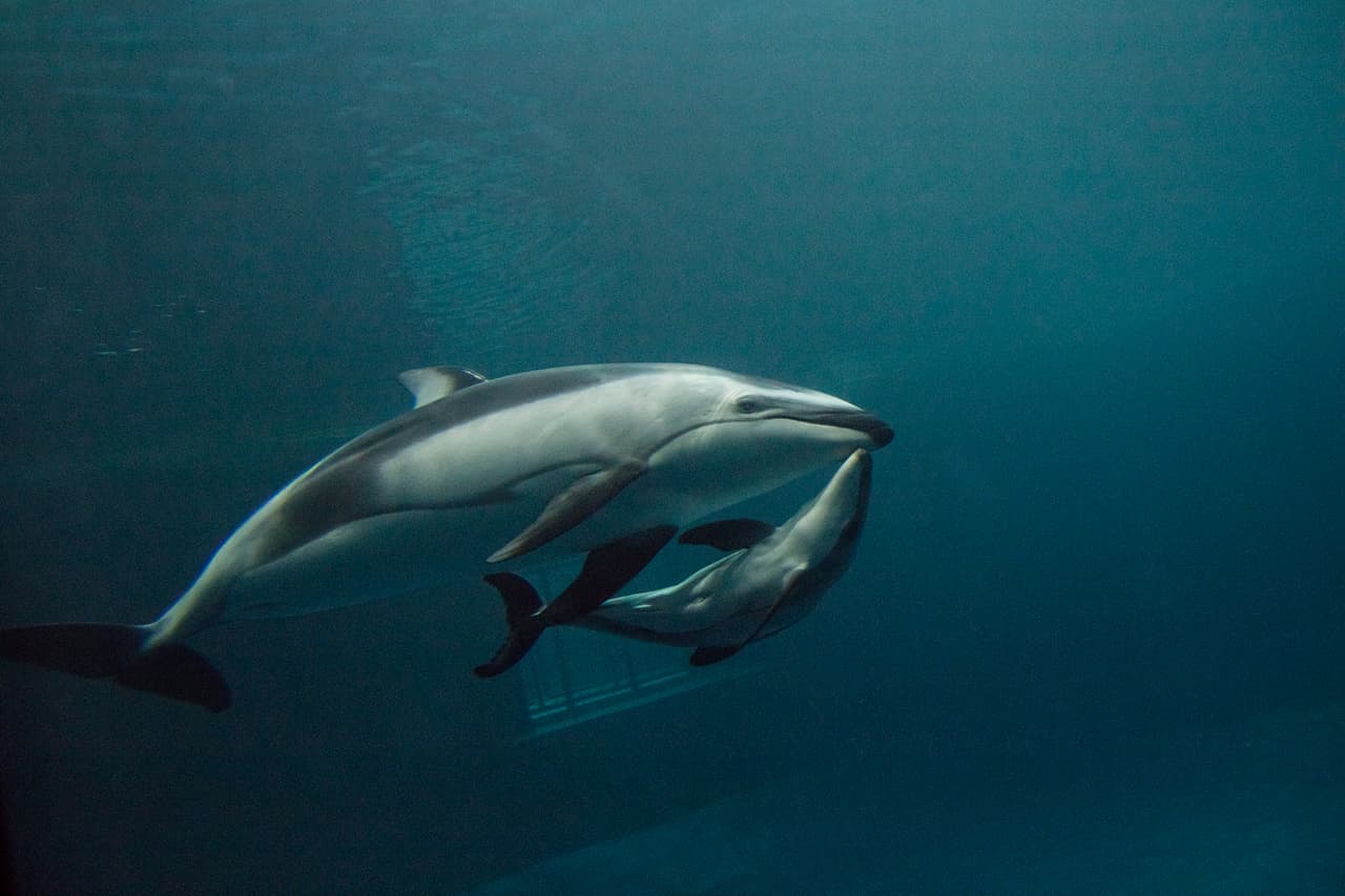 Con tan sólo 16 delfines de flanco blanco del Pacífico en cautiverio en zoológicos reconocidos en Estados Unidos, el nacimiento de este delfín es todo un acontecimiento.