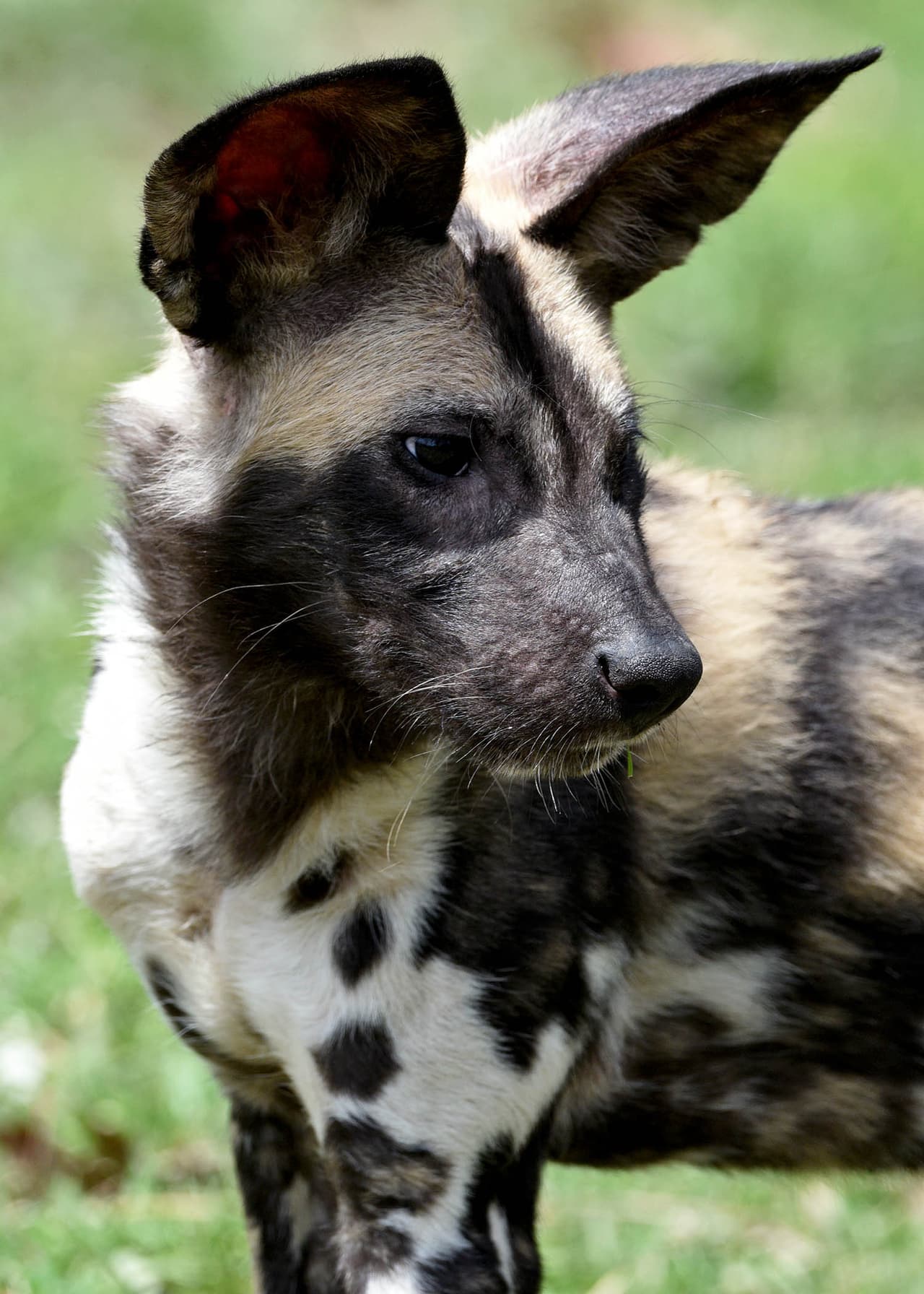 Al igual que una huella digital humana, no hay dos abrigos para perros iguales, lo que facilita que el personal separe a cada uno de ellos.