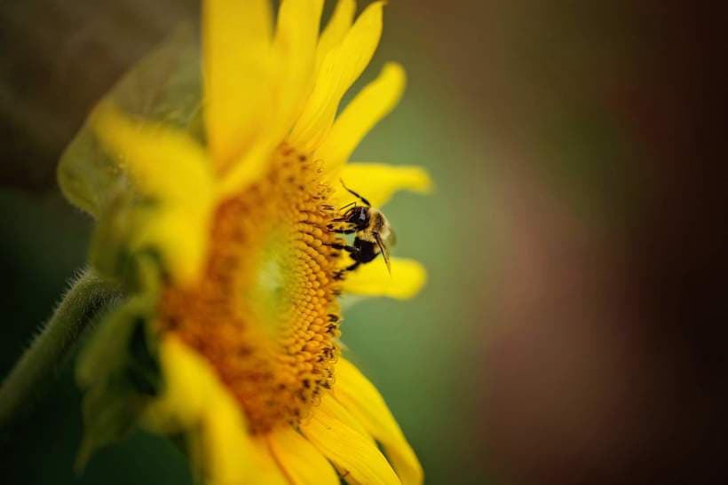 <b>¿Qué no está permitido</b>? Bebidas alcohólicas del exterior, fumar, recoger las flores o comer semillas de girasol, los drones u otros dispositivos aéreos son bienvenidos solo en Big Field.