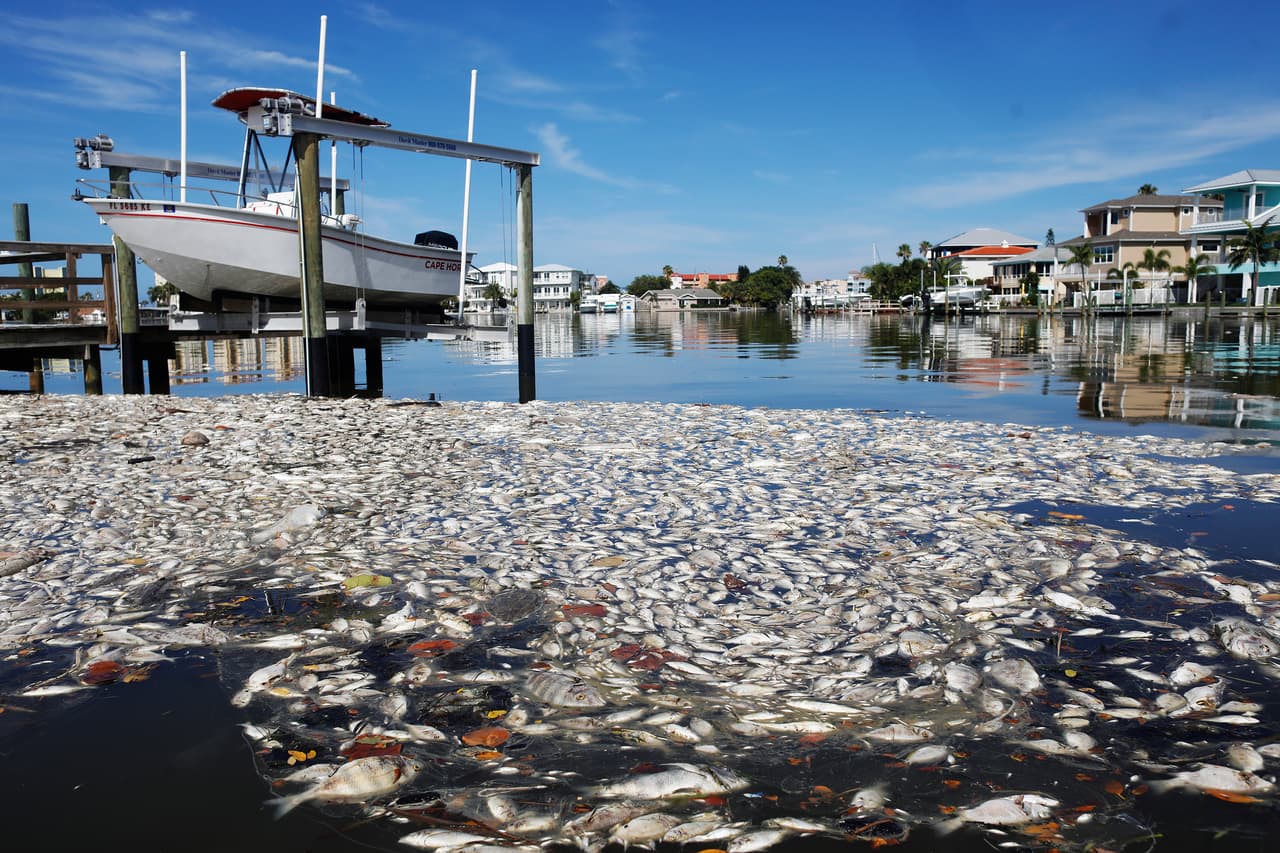 Según la Comisión de Conservación de Pesca y Vida Silvestre de Florida (FWC, por sus siglas en inglés) la marea roja, también conocida como floración de algas nocivas, es una concentración de algas microscópicas más alta de lo normal, que producen toxinas que envenenan a los peces. 
<br>