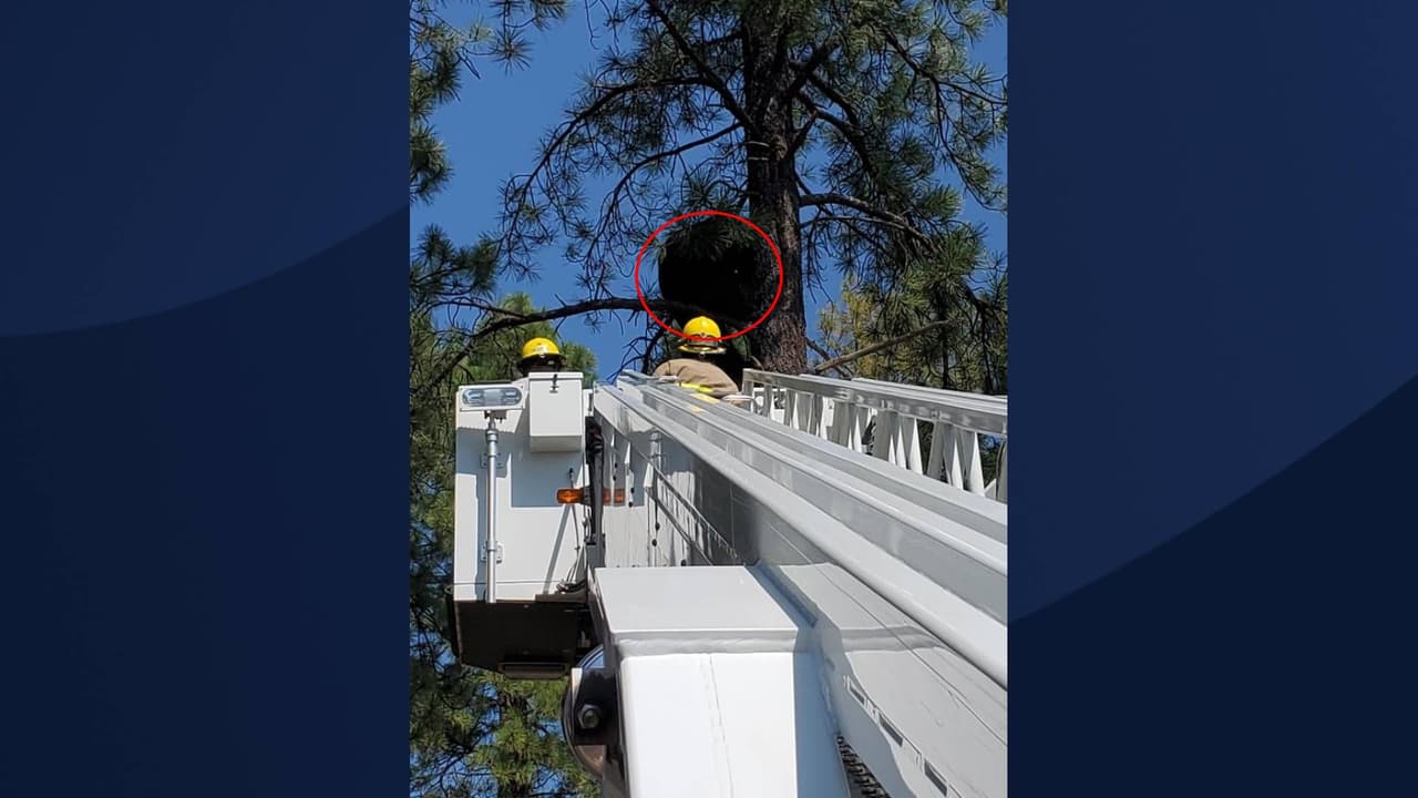 “Una vez tranquilizado, los miembros de ese camión, así como un oficial de Caza y Pesca, pudieron colocar al oso en la plataforma y bajarlo al suelo de manera segura”, indica
<a href="https://www.facebook.com/FlagstaffFireDepartment/posts/5093275867366158" target="_blank">el departamento de bomberos de Flagstaff. </a>
<br>