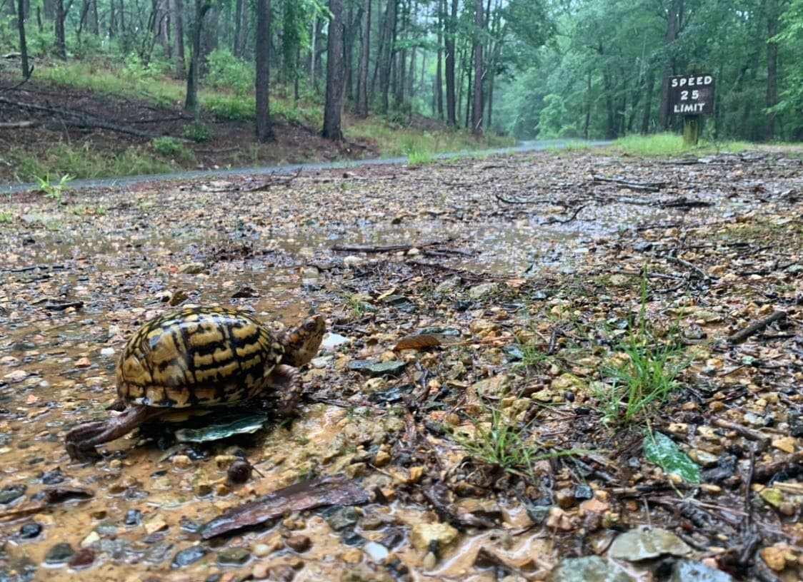 En el parque, también podrás ver la fauna local.