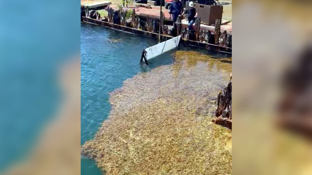 Sargazo entra a tuberías y apaga la Central Aguirre para dejar sin luz a 100 mil abonados