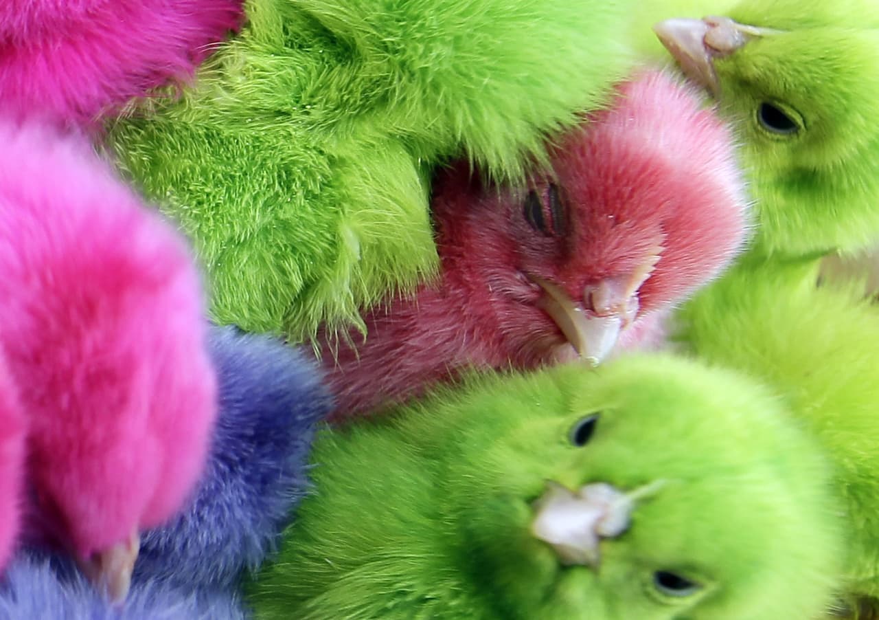 Advierten sobre multas a quienes vendan o pinten a pollitos, patitos y conejos para Pascua 