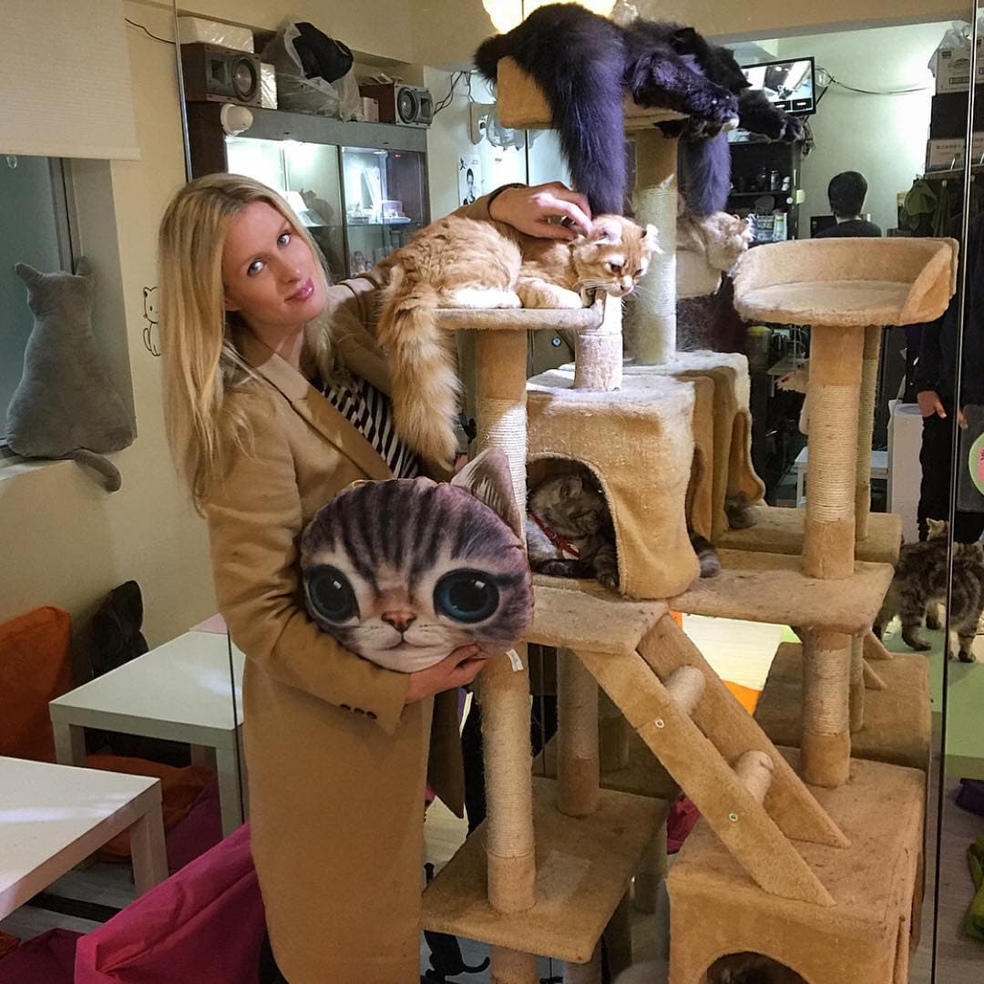 Juntas visitaron un café para gatitos en Japón.