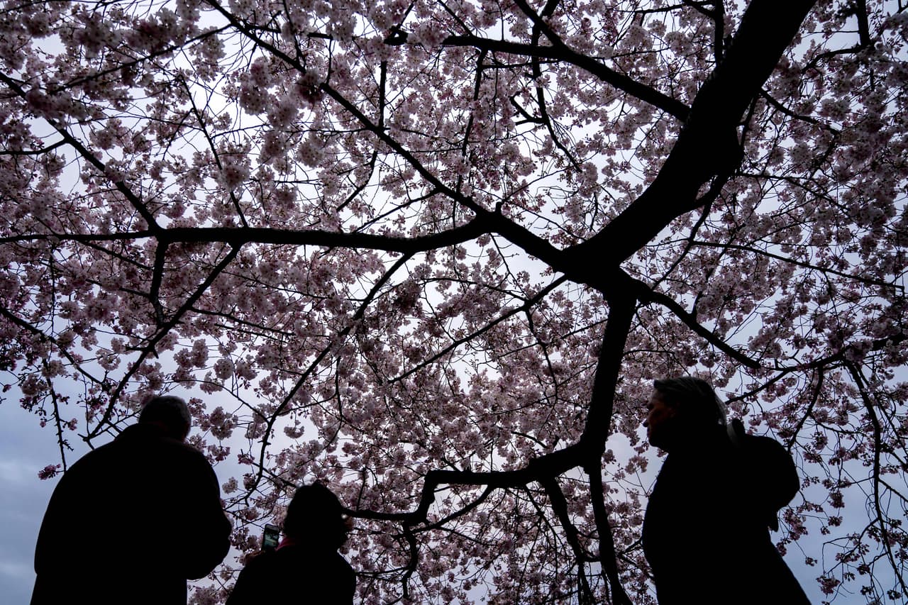 Es precisamente en esta última etapa cuando los espectadores pueden disfrutar de una apertura del 70% de la flor.