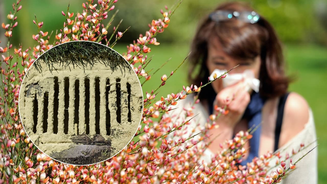 Polen en Atlanta alcanza su nivel más alto en 35 años, siete consejos para pasar la temporada