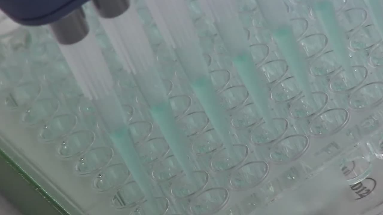 21 condados de Texas tienen mosquitos que dieron positivo al virus del Nilo Occidental