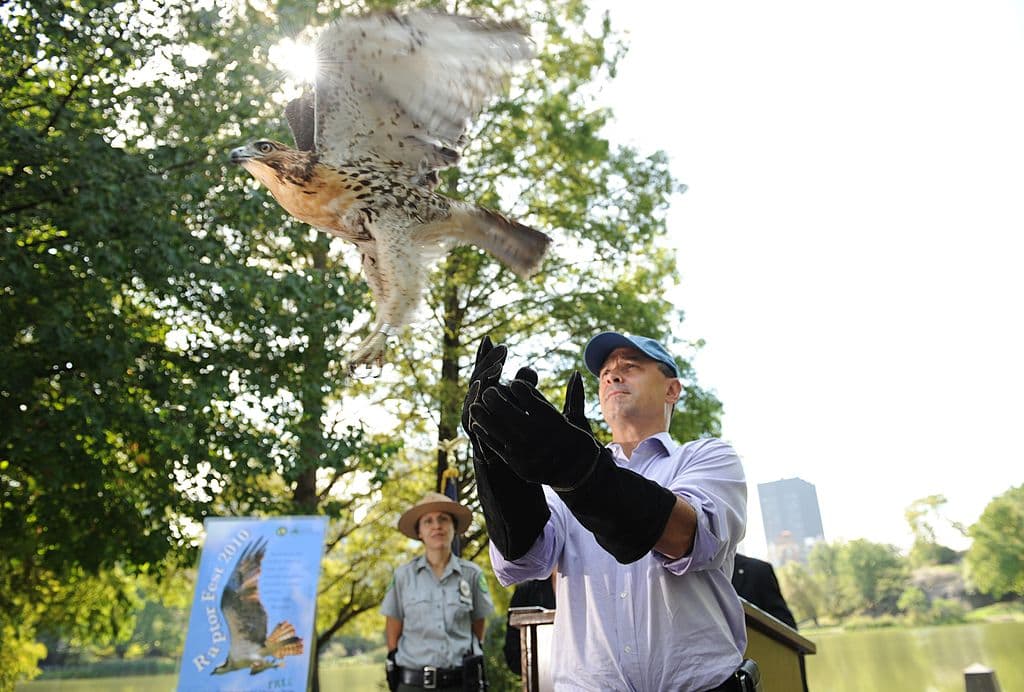 Este halcón fue liberado en 2010 desde el Central Park tras haber sido rescatado de las calles. Si te gusta la naturaleza (y particularmente los pájaros) este sábado, de 8 a 9:30 am, disfruta de una caminata en la que conocerás de aves en el parque Van Cortlandt en El Bronx. Más aquí.