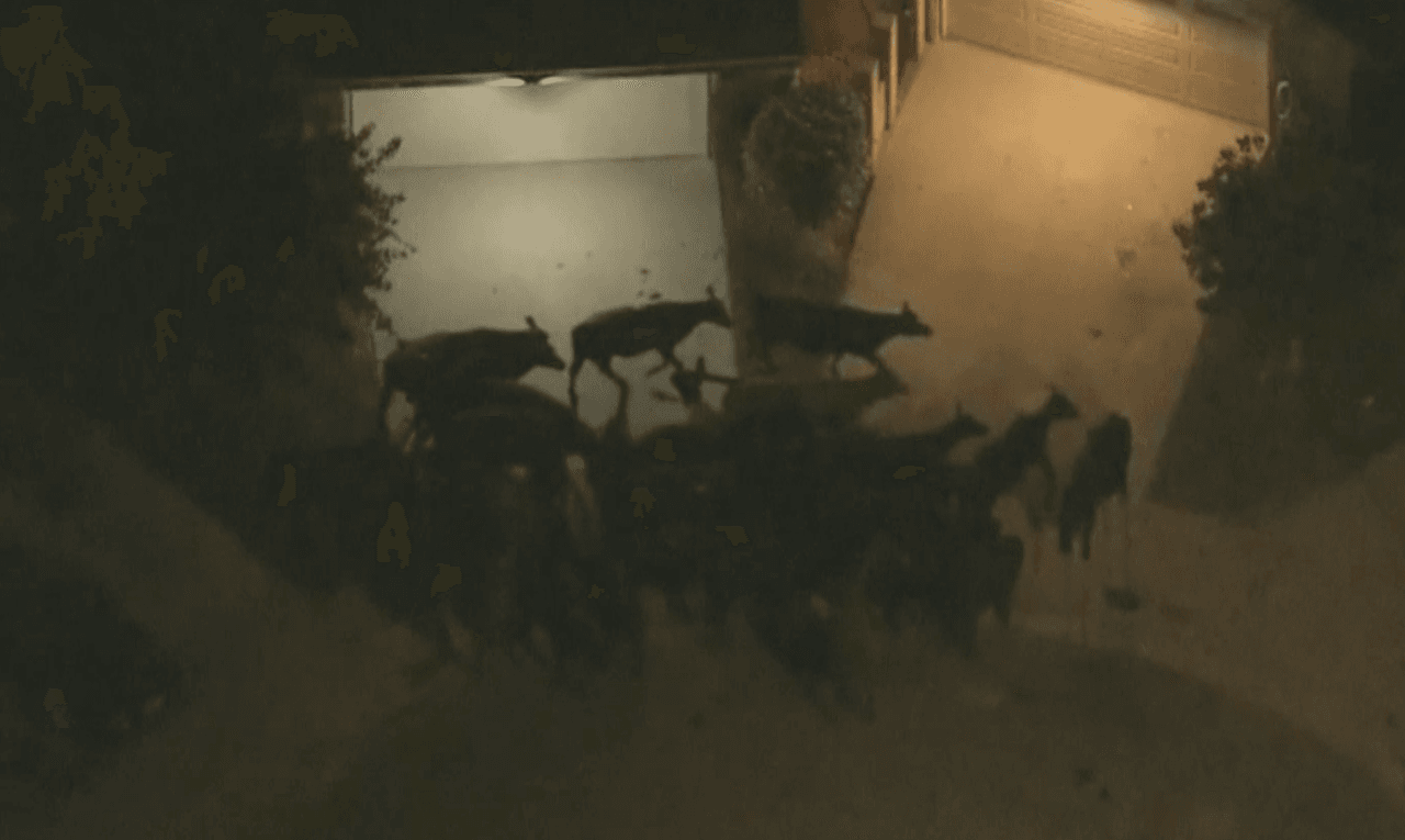 Las autoridades advirtieron a residentes evitar la zona que mantuvo al vecindario y autoridades bajo custodia toda la noche con la finalidad rescatar a los animales desorientados entre las casas.