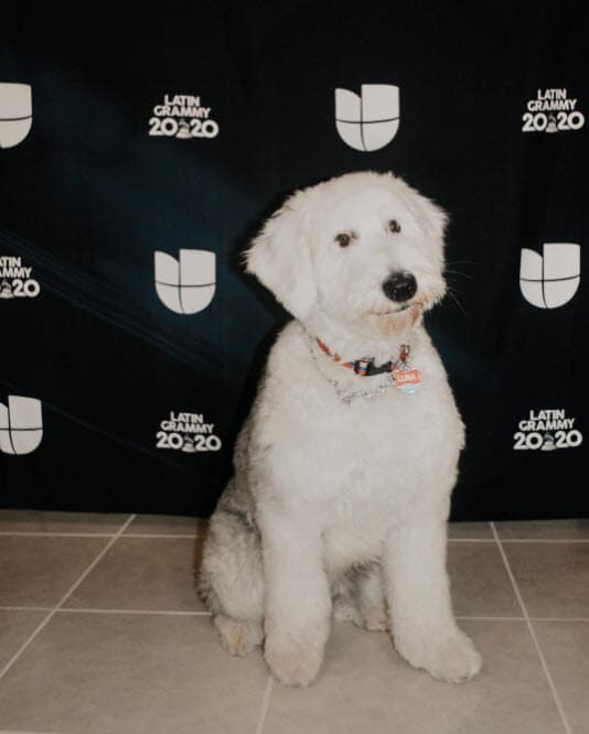 Se trata de su perrita Luna, una Old english sheepdog, que también posó como toda una profesional.