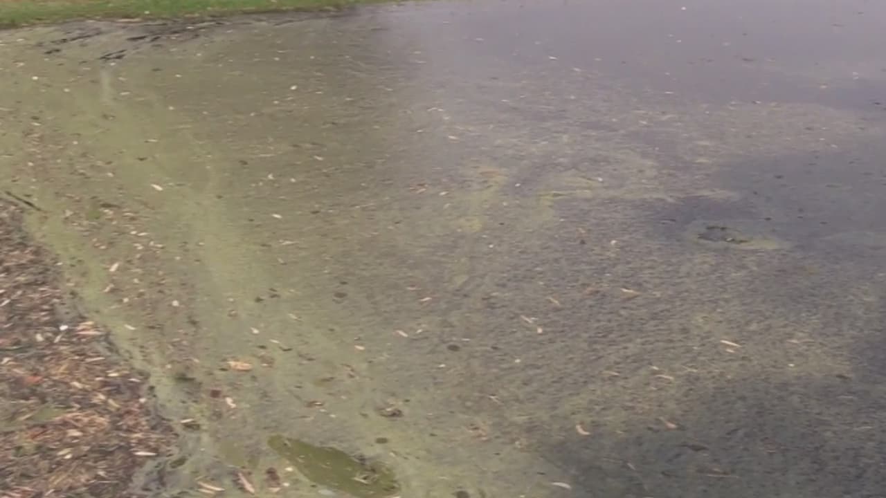 La temporada de tormentas trae consigo el riesgo de enfermedades a causadas por piquetes de mosquitos, por lo que a
<a href="https://www.univision.com/local/arizona-ktvw/advierten-sobre-agua-estancada-para-la-propagacion-de-mosquitos-video">utoridades de salud y ambientales piden tomar precauciones y evitar el agua estancada. </a>