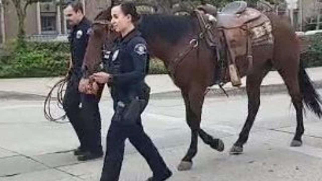 Policía de Whittier arresta a un jinete sospechoso de montar ebrio entre el tránsito pesado