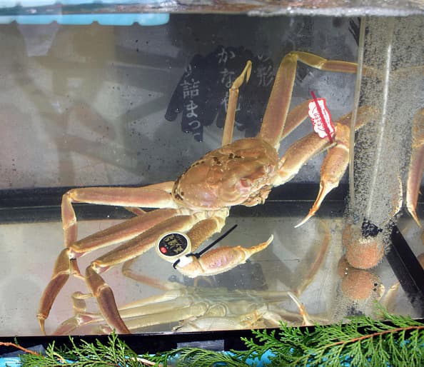 Este cangrejo rompió todos los récords en una subasta en Japón