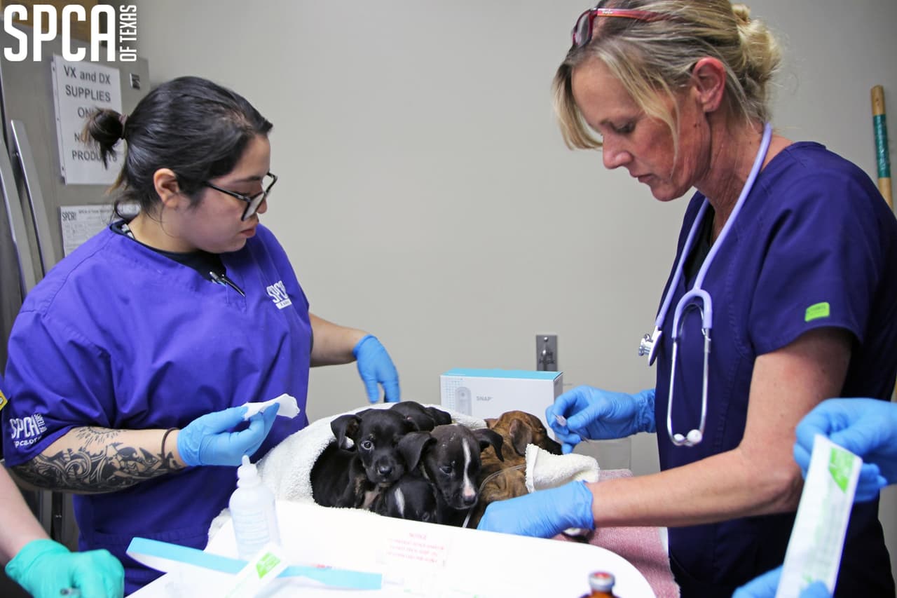 “Estos animales están luchando por sus vidas” indicó la organización al tiempo que de clamaron por donaciones para seguir dando cuidado a estos animales.
<br>