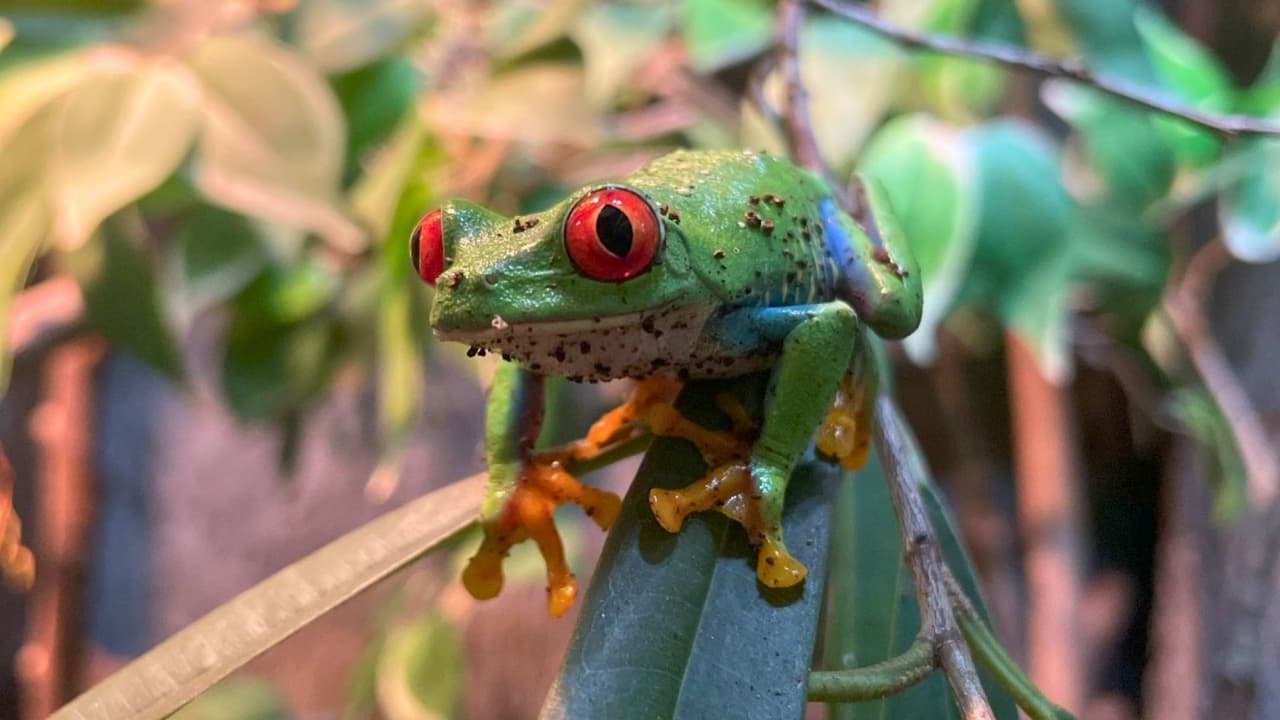 <h3 class="cms-H3-H3">✅ ¿Qué debes saber antes de ir? </h3>
<br>Los boletos solo se venden en línea:
<a href="https://www.dallaszoo.com/summer-deals/" target="_blank">DallasZoo.com </a>
<br>No olvides el protector solar, agua y sombrero
<br>Puedes llevar tu comida (evita envases de vidrio, alcohol o popotes desechables)