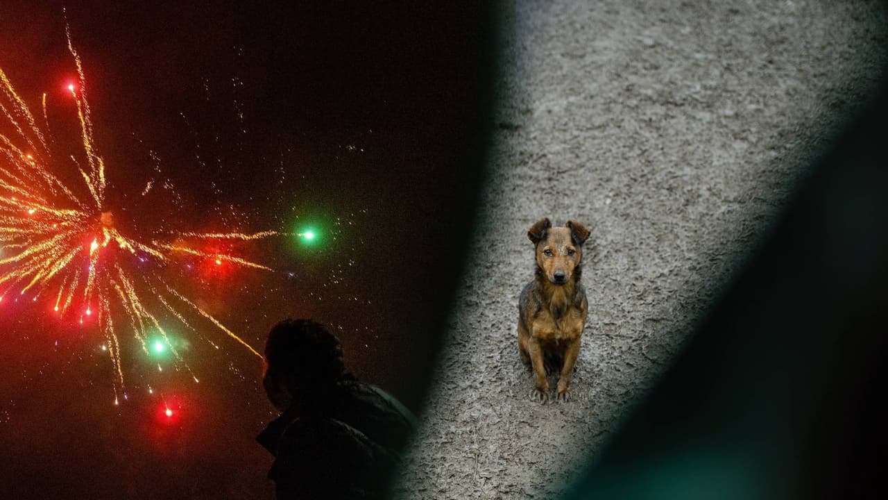 Consejos para ayudar a encontrar tu mascota perdida en Arizona