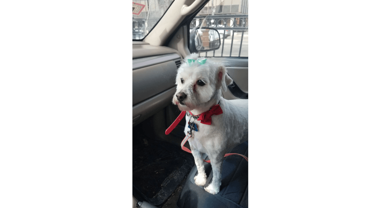 "Mi princesa Mia es muy consentida mi peludita".