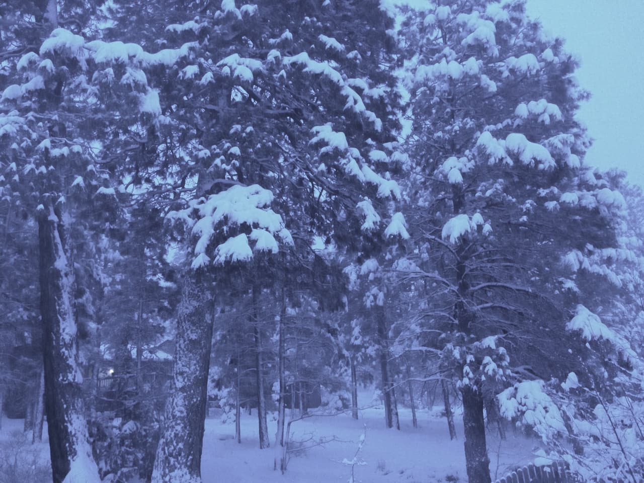 Desde este miércoles, no ha dejado de nevar en Flagstaff, cubriendo de blanco por completo la ciudad. Este jueves se esperan de 3 a 8 pulgadas de nieve.