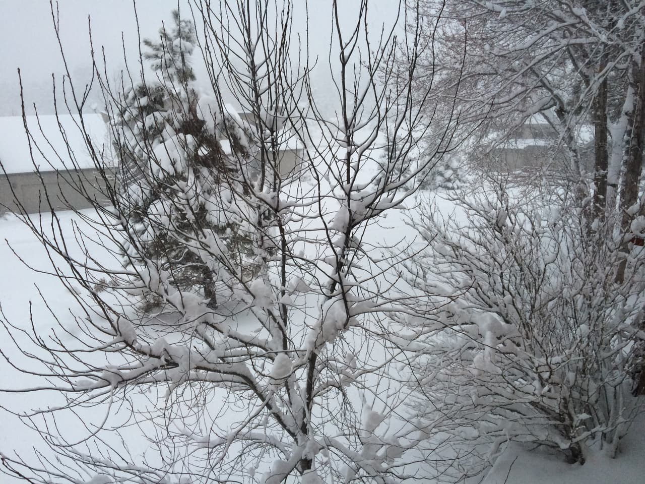 Desde este miércoles, no ha dejado de nevar en Flagstaff, cubriendo de blanco por completo la ciudad. Este jueves se esperan de 3 a 8 pulgadas de nieve.