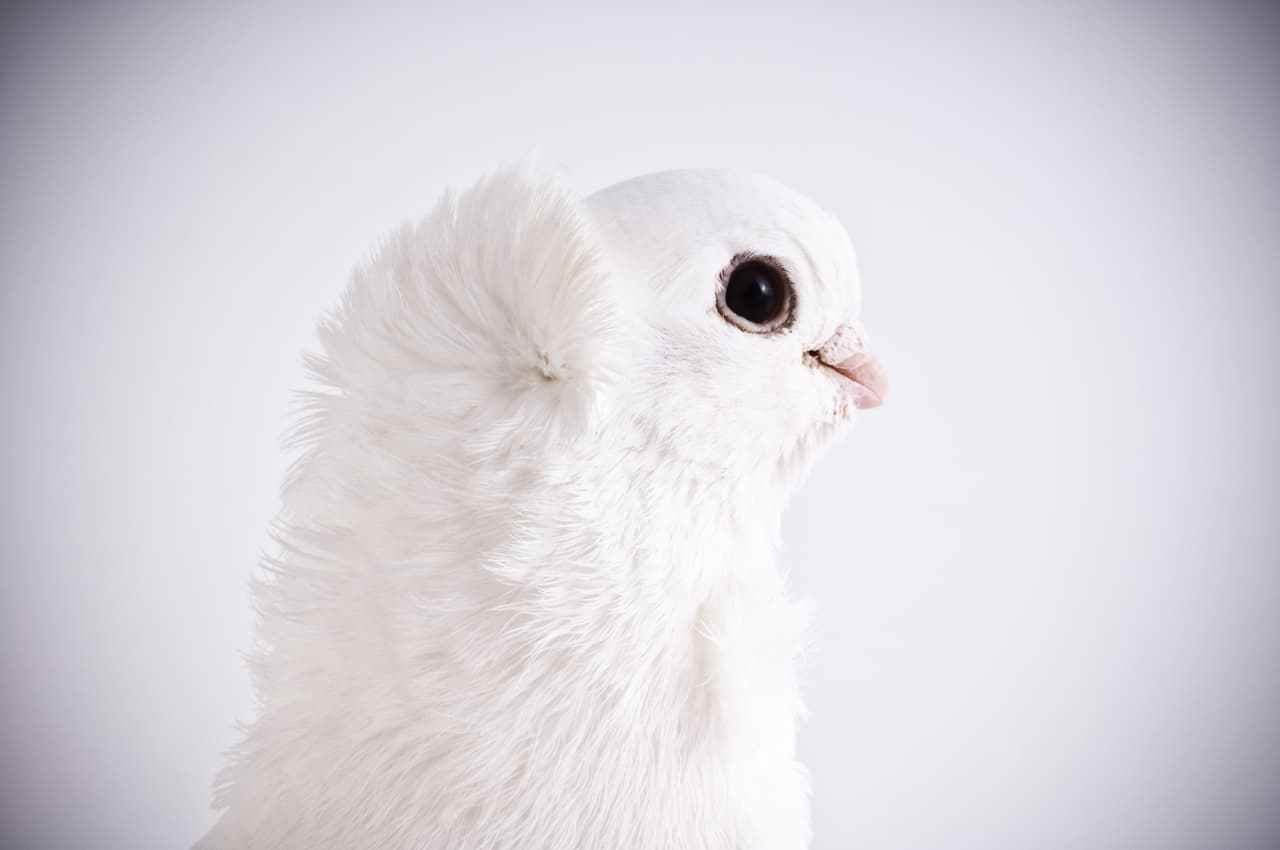 Ellas muestran sus alas con soltura y elegancia.