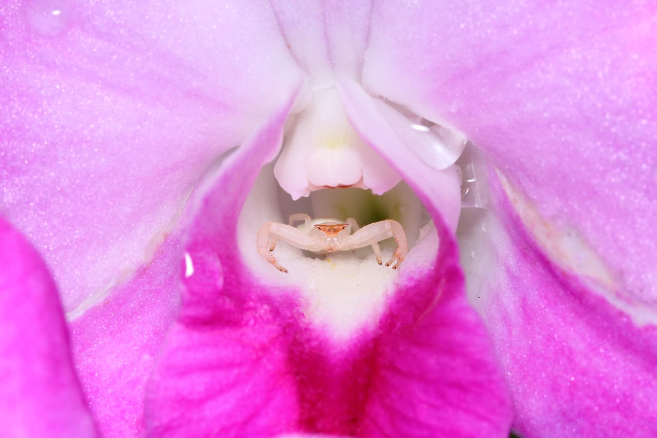 Varias araña cangrejo de la familia Thomisus se esconden en flores al acecho de sus polinizadores. Algunas incluso tienen la capacidad de modificar su color según en qué flor se posen.