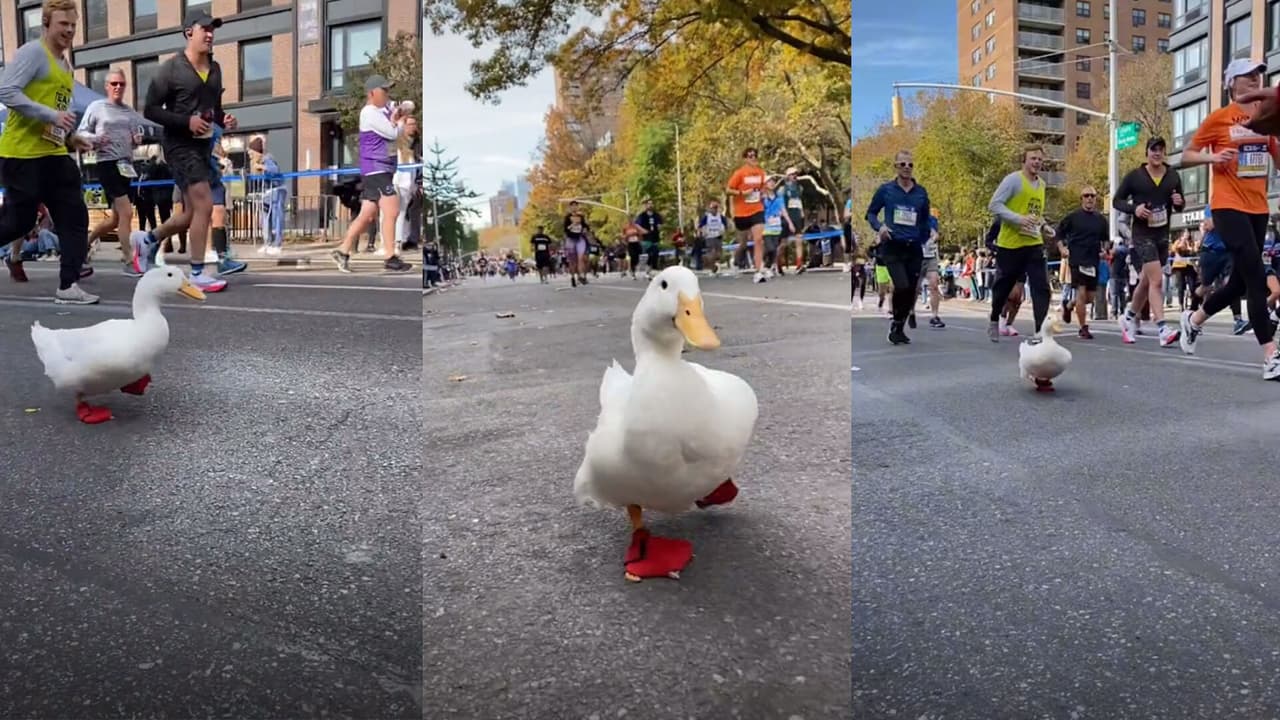 <b><a href="https://www.univision.com/local/nueva-york-wxtv/pato-wrinkle-correr-maraton-nueva-york-viral">Un adorable patito fue la estrella del Maratón de Nueva York </a></b>
<br>"Wrinkle" salió a ejercitarse a las calles de la Gran Manzana y cautivó a los asistentes por correr como un "verdadero atleta". Su hazaña quedó captada en video y, de inmediato, se hizo viral en las redes.