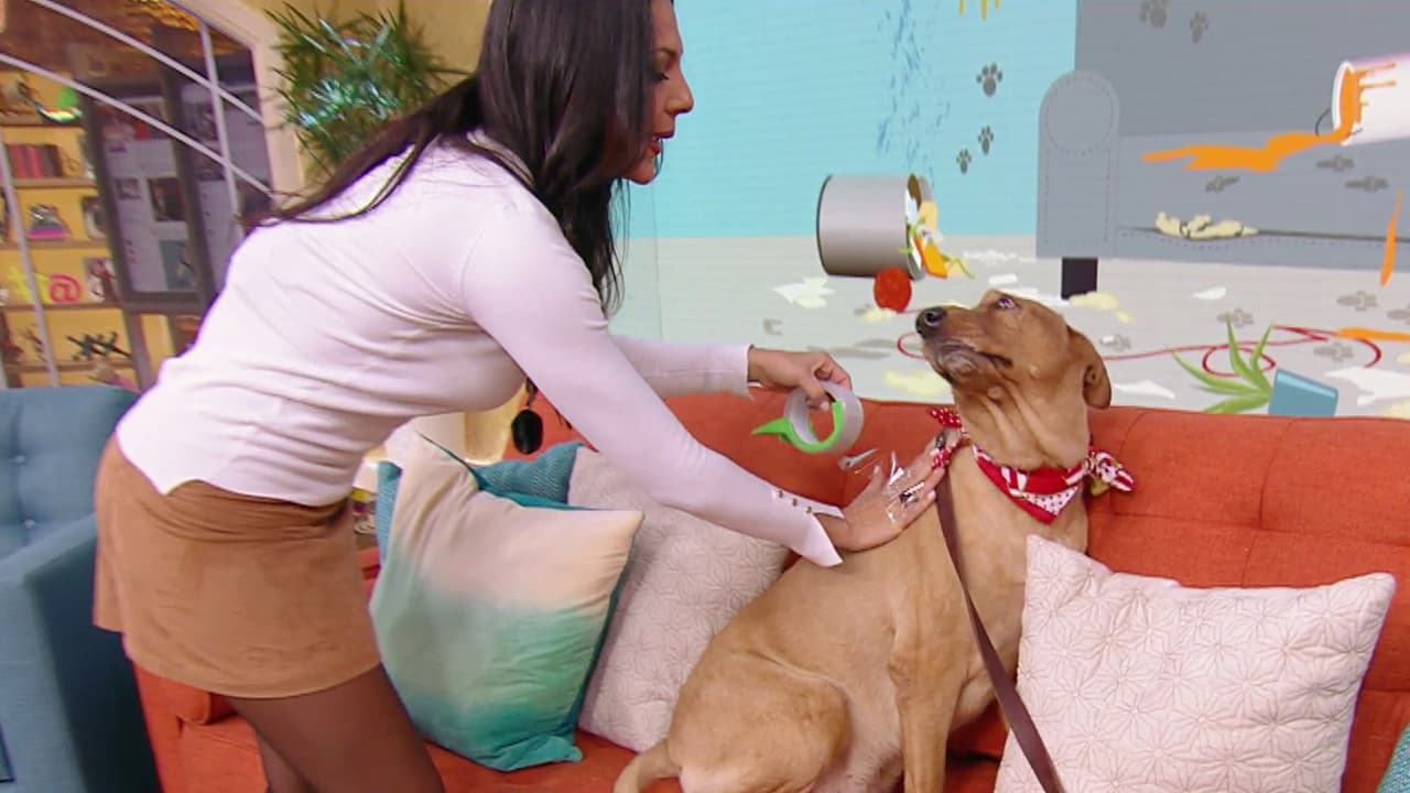 ¡Que no quede huella! Elimina fácilmente la suciedad que deja tu mascota