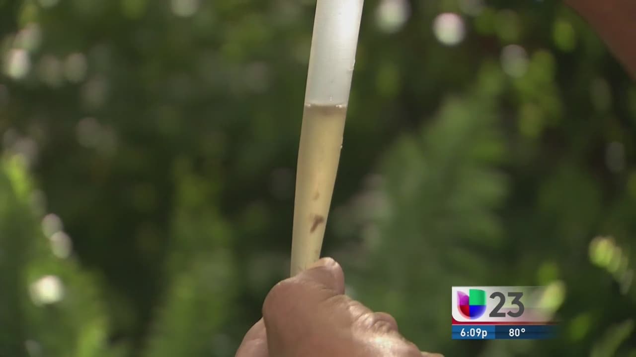 Investigan posible segundo caso de zika autóctono en Florida