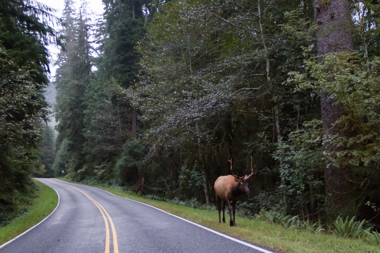 Según el bloguero Ryan, escogió a Olympic Peninsula Loop, Washington, porque en el trayecto se pueden ver lugares espectaculares como el Parque Nacional Olympic, y conducir a lo largo de las tranquilas aguas del Canal de Hood.
<br>
<br>Además, Ryan recomienda que este es un buen lugar para detenerse, tomar varias fotografías y comer mariscos a muy buen precio.