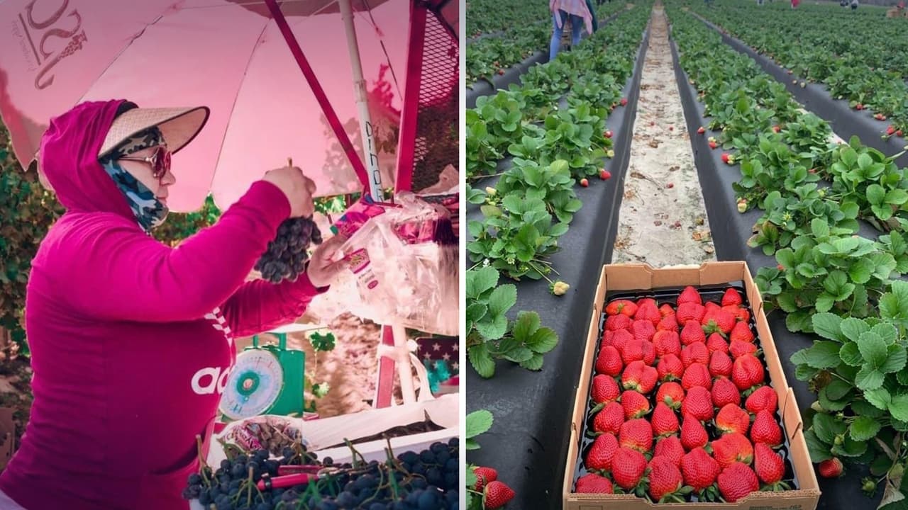Así es como puedes aumentar tus ingresos si trabajas en los campos de California