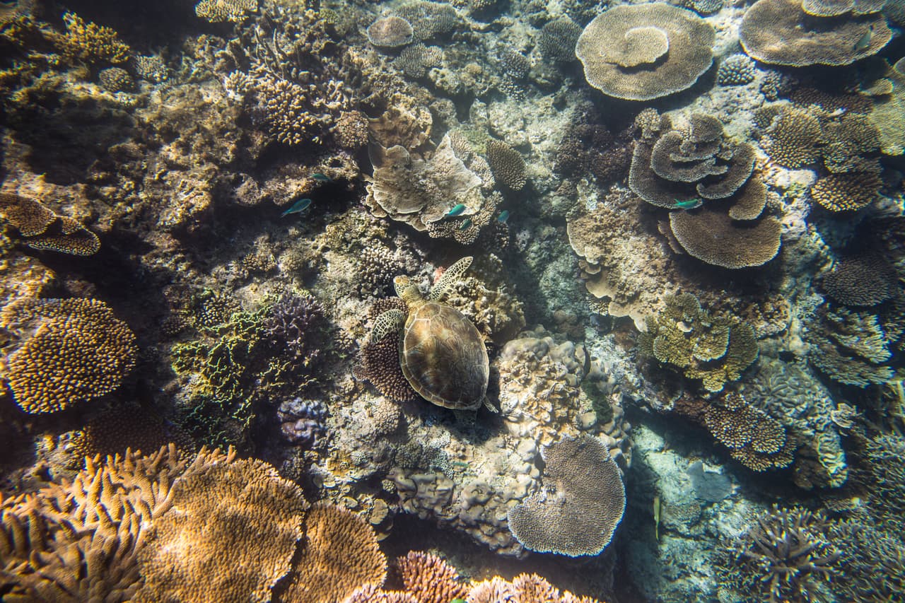 El blanqueamiento del coral ocurre debido a varias razones, siendo el principal el estrés causado por el calor debido a las altas temperaturas del mar que se han registrado desde finales de los 90s. Si la temperatura de un cuerpo de agua sufre un aumento de sólo un grado centígrado durante al menos cuatro semanas se desencadena un evento de blanqueamiento. Si esta temperatura permanece consistente, los corales comienzan a morir. Puede ser tan rápido como 8 semanas. Otra amenaza común que se encuentra en el arrecife a menudo son los contaminantes procedentes de la tierra firme, que podría dar lugar a brotes de plagas de estrellas de mar con espinas.