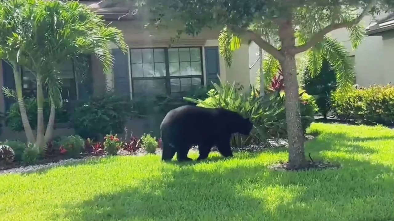 No corras ni te subas a los árboles: esto es lo que debes hacer si te encuentras con un oso