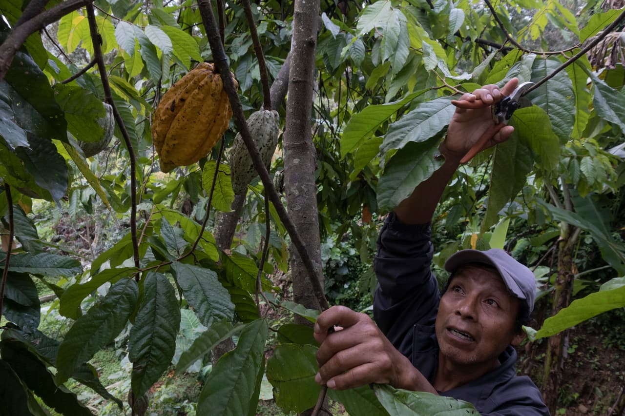 Néstor García Ortiz, agricultor mexicano productor de cacao, nos muestra su modesta finca y nos guía a través de una jornada de trabajo en la comunidad de Guadalupe Nuevo Tenochtitlán.