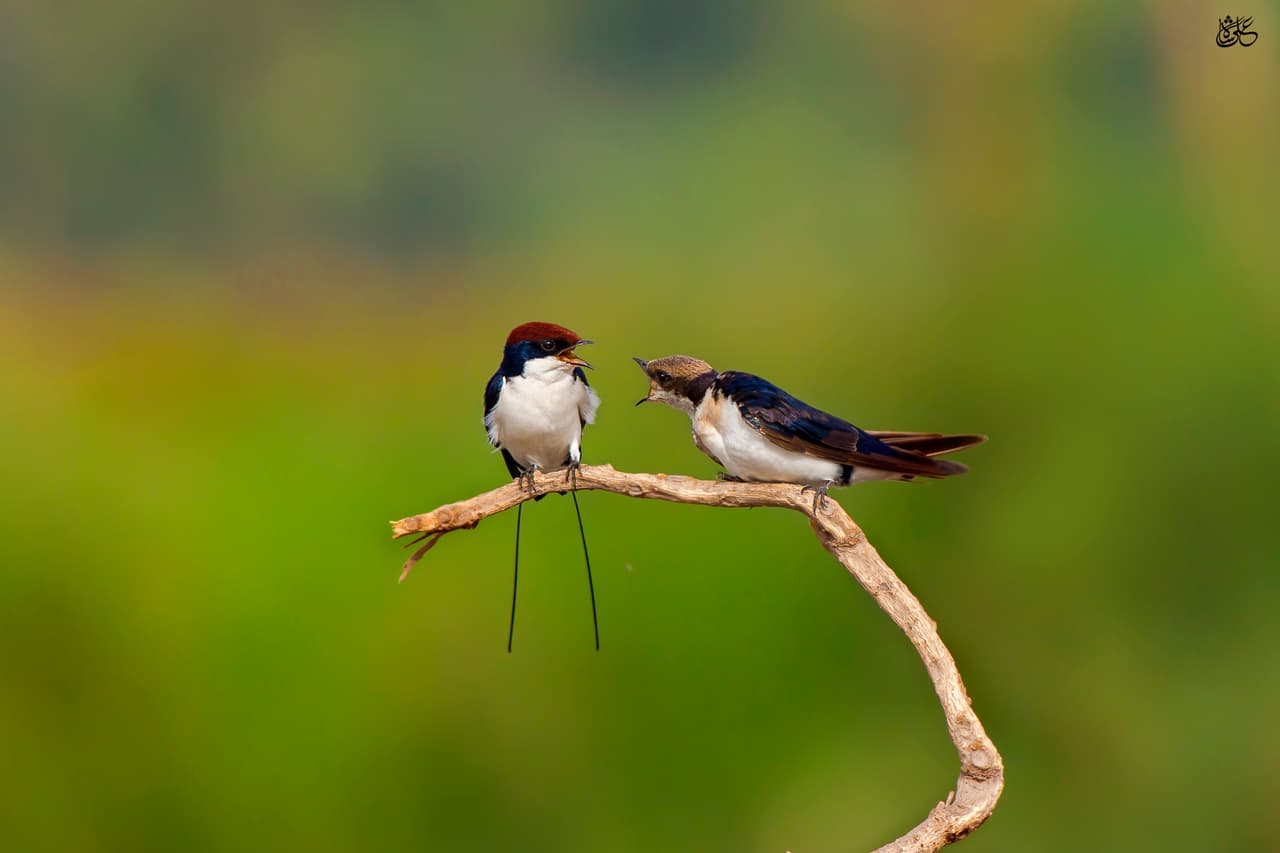 Dos golondrinas colilargas (
<i>Hirundo smithii</i>) parecen estar discutiendo en la fotografía por Ali Javed de Pakistán.