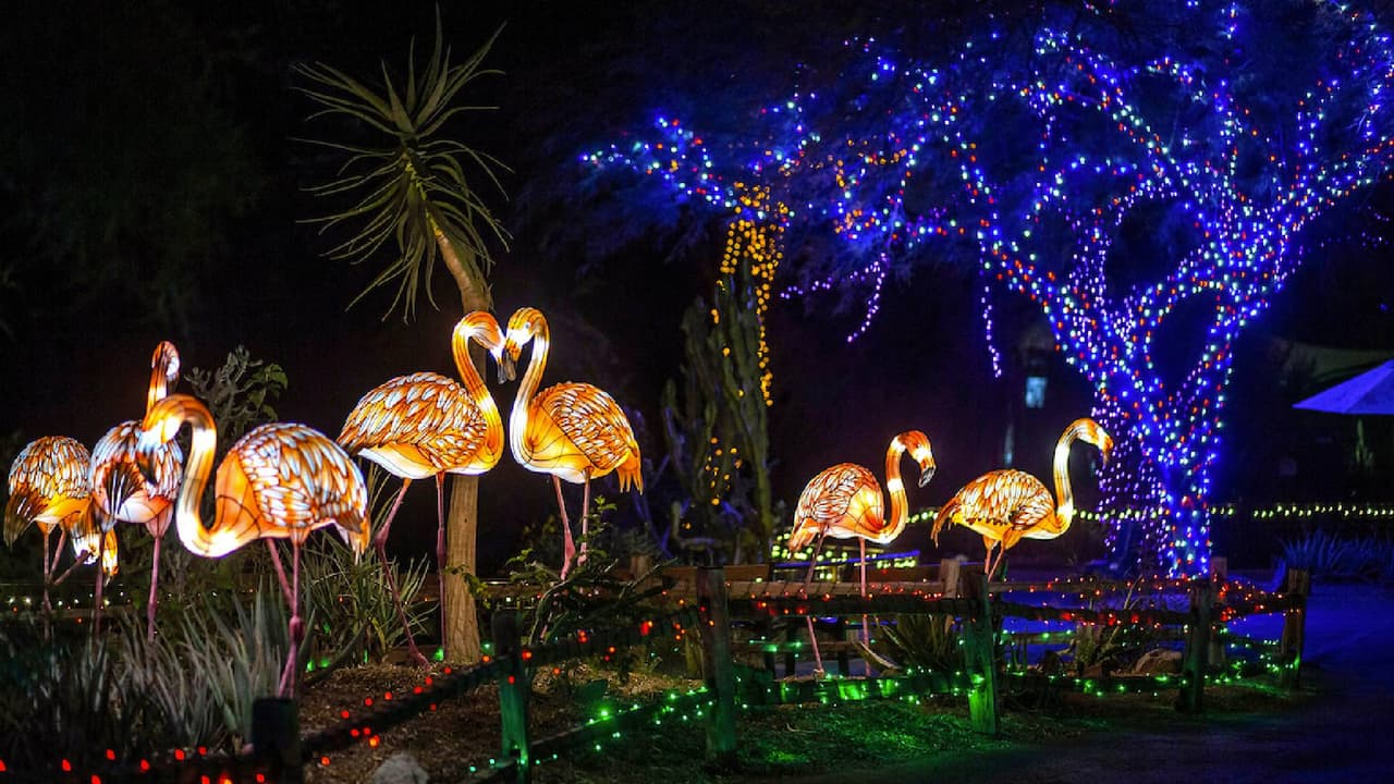 Los visitantes pueden participar en el recorrido tradicional, es decir a pie. Se desea hacerlo de manera “drive-thru”, haga 
<a href="https://www.phoenixzoo.org/events/cruise-zoolights/" target="_blank">clic aquí</a> para más información.
<br>