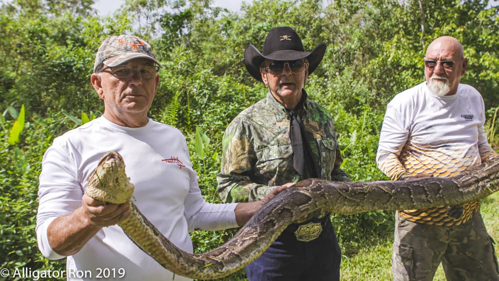 Lograron evitar que crecieran otras 50 serpientes de la misma especie.