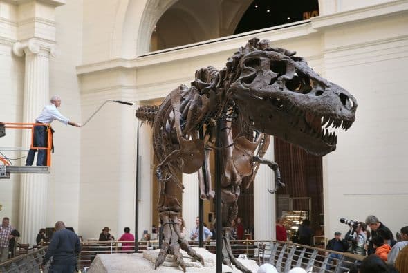 El geólogo Bill Simpson limpia un Tiranosaurio Rex de 67 millones de años de edad, en exhibición en el Museo Field en Chicago, Illinois.