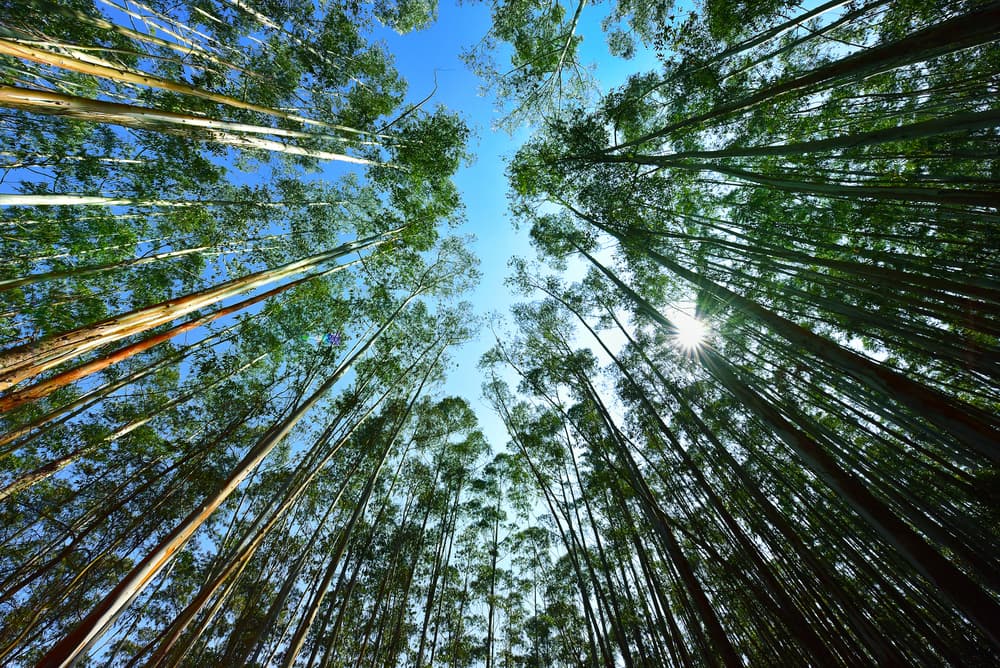 Justamente como es un árbol que llega a lo más alto, se considera que trae la energía de lo más elevado, de los 'cielos', por lo que al utilizarse en cualquiera de sus formas, dicen que es curativa tanto del cuerpo como del espíritu.