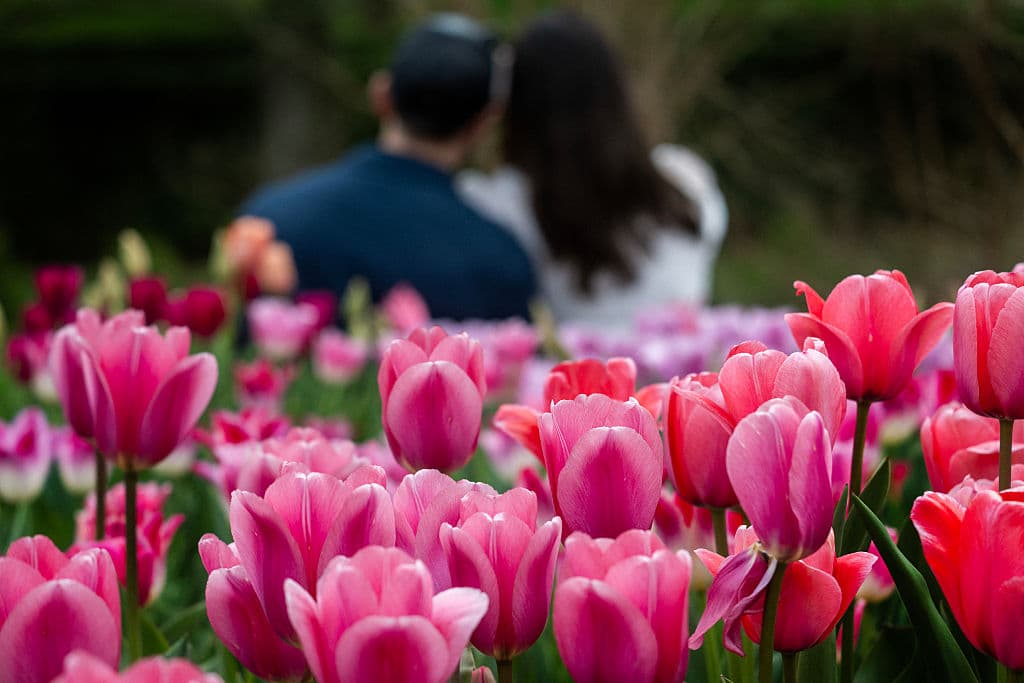 Quienes están buscando 
<b>el escenario ideal para una foto</b> que trascienda generaciones, lo encuentran en Longwood Gardens. El jardín botánico queda 3 millas al noreste de Kennett Square.