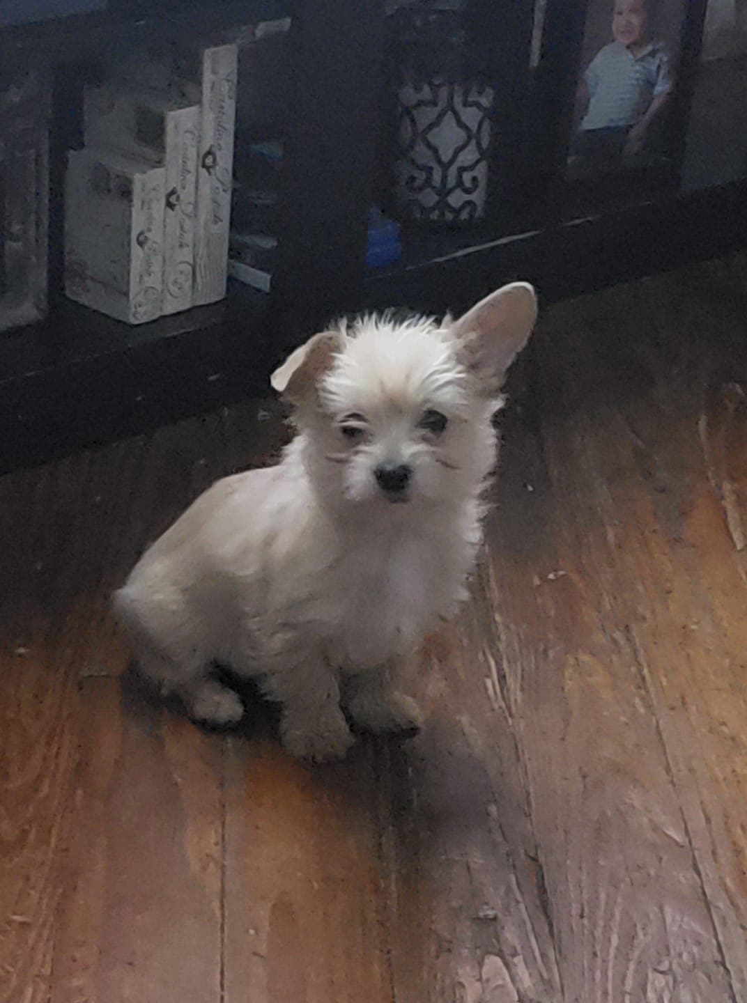 'Coco', un nombre muy popular entre estos hermosos peludos, es el hermoso hijo de Elizabeth Flores.