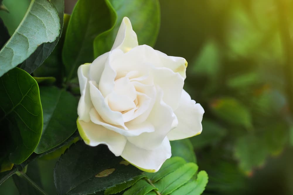 Incluye también unos cuantos pétalos de la maravillosa gardenia. Esta flor, además de oler muy lindo, se considera una hierba que fomenta el amor y la paz.